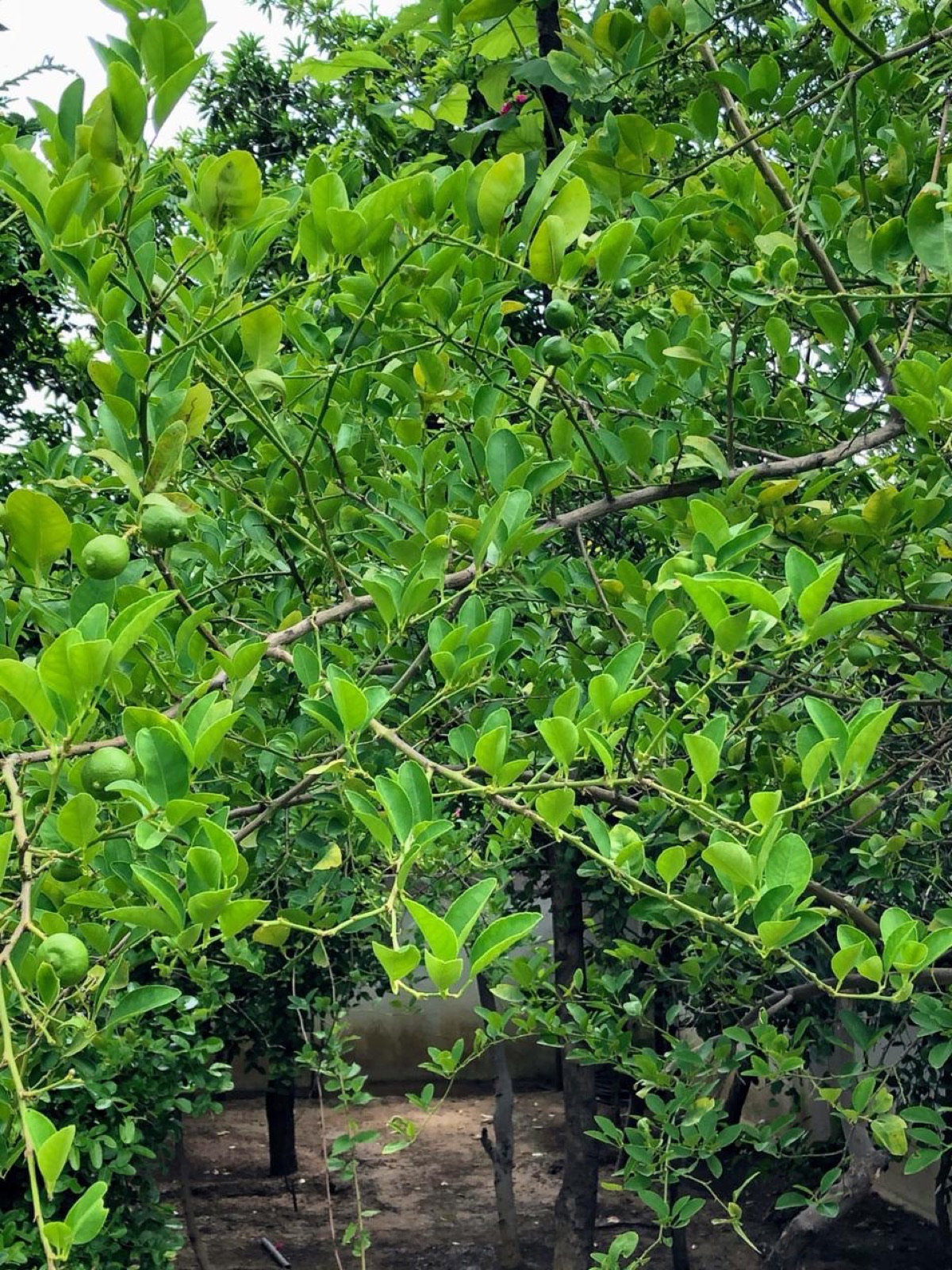Shilpgram 1 in Vaishnodevi, Ahmedabad
